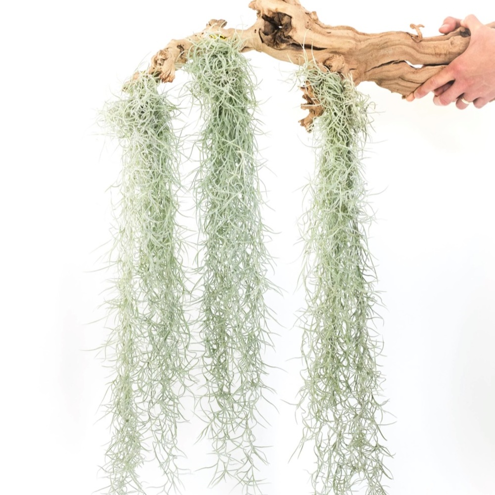 Spanish moss approximately 2 lbs for crafts
